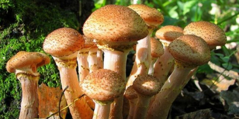 Jak a kolik času vařit po